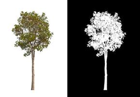 Trees that are isolated on white background are suitable for both printing and web pages photo