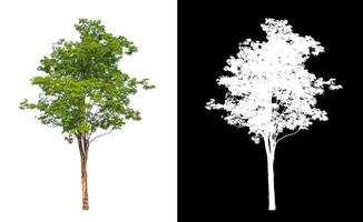 Trees that are isolated on a white background are suitable for both printing and web pages photo