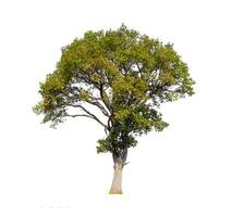 Trees that are isolated on a white background are suitable for both printing and web pages photo