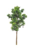 Trees that are isolated on a white background are suitable for both printing and web pages photo