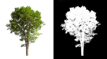 Trees that are isolated on a white background are suitable for both printing and web pages photo