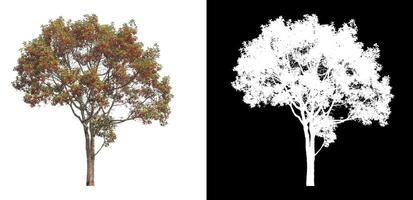 Trees that are isolated on white background are suitable for both printing and web pages photo