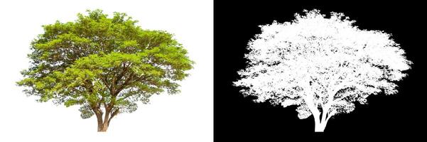 Trees that are isolated on white background are suitable for both printing and web pages photo