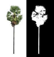 sugar palm isolated on the white background with clipping path, single tree with clipping path and alpha channel on black background photo