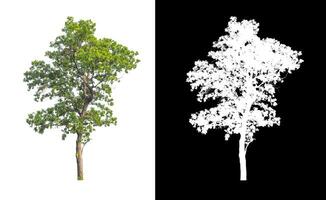 Trees that are isolated on a white background are suitable for both printing and web pages photo