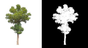 Trees that are isolated on white background are suitable for both printing and web pages photo