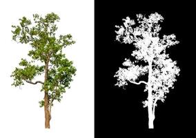 Tree that are isolated on a white background are suitable for both printing and web pages photo