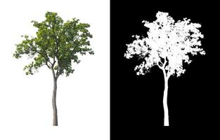 Trees that are isolated on white background are suitable for both printing and web pages photo