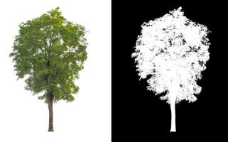 Trees that are isolated on white background are suitable for both printing and web pages photo