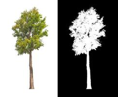 Trees that are isolated on white background are suitable for both printing and web pages photo