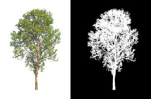 Trees that are isolated on white background are suitable for both printing and web pages photo