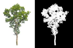 Tree that are isolated on a white background are suitable for both printing and web pages photo