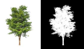 Trees that are isolated on white background are suitable for both printing and web pages photo