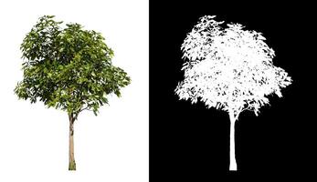 Trees that are isolated on a white background are suitable for both printing and web pages photo