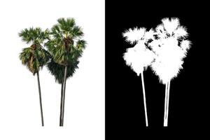 sugar palm isolated on the white background with clipping path, single tree with clipping path and alpha channel on black background photo