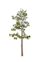 Trees that are isolated on a white background are suitable for both printing and web pages photo
