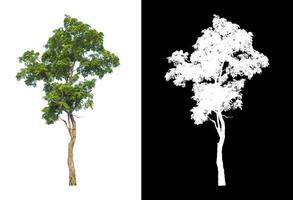 los árboles que están aislados en fondo blanco son adecuados tanto para la impresión como para las páginas web foto