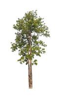 Trees that are isolated on a white background are suitable for both printing and web pages photo