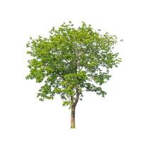 Trees that are isolated on a white background are suitable for both printing and web pages photo