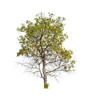 Trees that are isolated on a white background are suitable for both printing and web pages photo