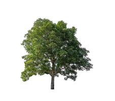 Trees that are isolated on a white background are suitable for both printing and web pages photo