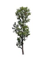 Tree that are isolated on a white background are suitable for both printing and web pages photo