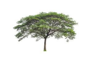 Trees that are isolated on a white background are suitable for both printing and web pages photo