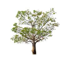 Trees that are isolated on a white background are suitable for both printing and web pages photo