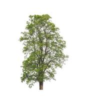 Trees that are isolated on a white background are suitable for both printing and web pages photo