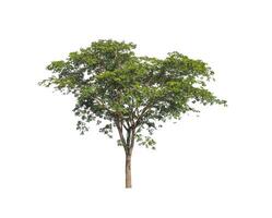 Trees that are isolated on a white background are suitable for both printing and web pages photo