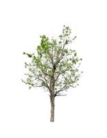 Tree that are isolated on a white background are suitable for both printing and web pages photo