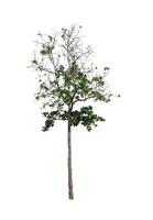 Tree that are isolated on a white background are suitable for both printing and web pages photo