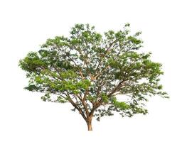 Tree that are isolated on a white background are suitable for both printing and web pages photo