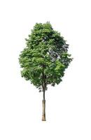 Tree that are isolated on a white background are suitable for both printing and web pages photo