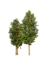 Tree that are isolated on a white background are suitable for both printing and web pages photo