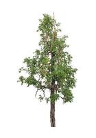 Trees that are isolated on a white background are suitable for both printing and web pages photo