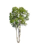 Tree that are isolated on a white background are suitable for both printing and web pages photo