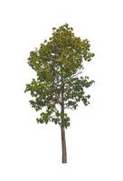 Trees that are isolated on a white background are suitable for both printing and web pages photo