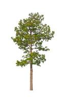 Trees that are isolated on a white background are suitable for both printing and web pages photo