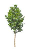 Trees that are isolated on a white background are suitable for both printing and web pages photo