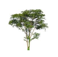 Tree that are isolated on a white background are suitable for both printing and web pages photo