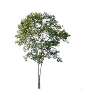 Tree that are isolated on a white background are suitable for both printing and web pages photo