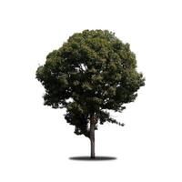 Tree that are isolated on a white background are suitable for both printing and web pages photo