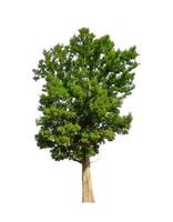 Trees that are isolated on a white background are suitable for both printing and web pages photo