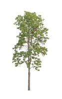 Trees that are isolated on a white background are suitable for both printing and web pages photo
