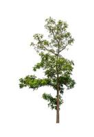 Trees that are isolated on a white background are suitable for both printing and web pages photo