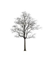 Trees that are isolated on a white background are suitable for both printing and web pages photo