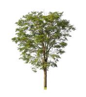 Tree that are isolated on a white background are suitable for both printing and web pages photo