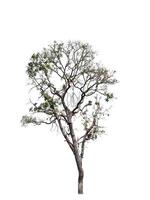 Tree that are isolated on a white background are suitable for both printing and web pages photo