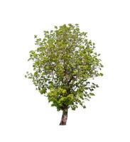 tree on a white background photo